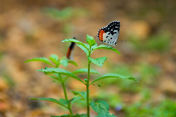 Red Pierrot butterfly