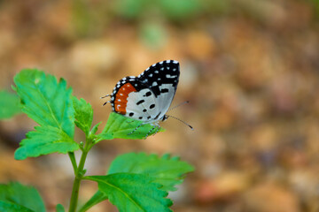 Red Pierrot butterfly
