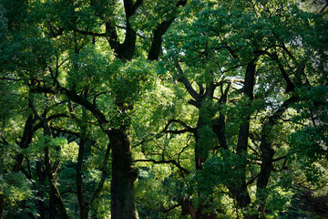 木々の緑と自然の力
