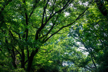 木々の緑と自然の力
