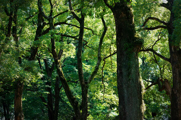 木々の緑と自然の力
