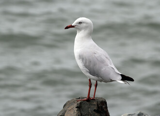 Obraz premium Silver gull seagull bird sitting on a rock overlooking the ocean