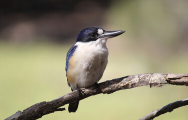 Forest kingfisher bird sitting on a tree branch
