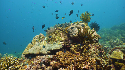 Tropical fishes and coral reef at diving. Underwater world with corals and tropical fishes. Camiguin, Philippines.