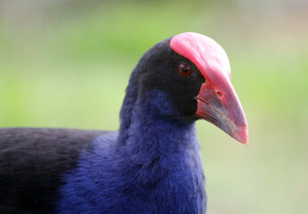 Close up portrait of an Australasian swamphen bird