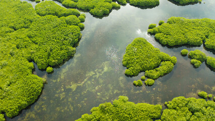 Mangrove rainforest with green trees in the sea water, aerial view. Tropical landscape with...