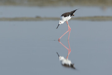 Black winged Stilt with fish in reflective water, Bahrain