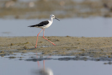 Black winged Stilt (Himantopus himantopus) walking on ground, Bahrain