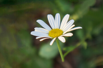 Fototapeta premium cute daisy on a dark blurry background