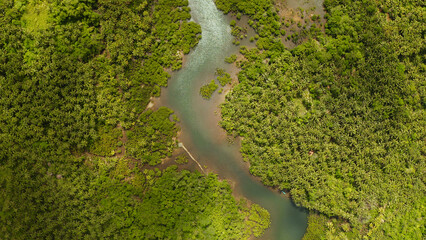 River in tropical mangrove green tree forest top view. Mangrove jungles, trees, river. Mangrove landscape