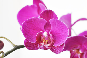 Purple pink phalaenopsis flowers on white background. known as butterfly orchids.