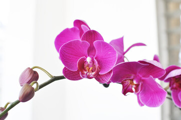 Fototapeta na wymiar Purple pink phalaenopsis flowers on white background. known as butterfly orchids.