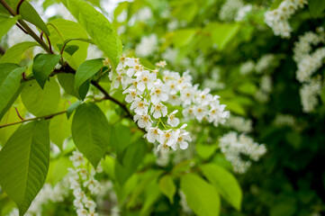 Fototapeta premium White flowers of the blossoming cherry tree in spring