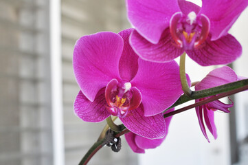 Purple pink phalaenopsis flowers on white background. known as butterfly orchids.