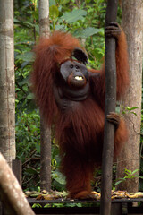 Obraz premium Pangkalan Bun, Borneo, Indonesia - July 23, 2022: Orang Utan eat Bananas in the jungle