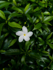 Jasmine also known as "melati" in Indonesia, is a genus of shrubs and vines in the olive family. A fresh jasmine flower with attractive white color in the morning with blurry leaves background.