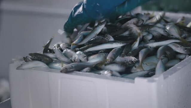 Horse mackerel fishes are being packed in trawlers yard.