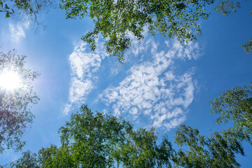 View of the green tops of the trees against the blue sky and white clouds. The sun through the green foliage. Perspective.