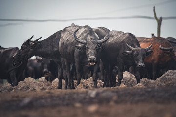 Images of Thai buffaloes that were grown for use in agriculture