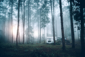 Naklejka premium pine forest