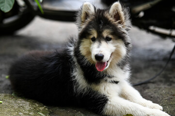 siberian husky puppy lying on the road. Lovely Puppy of husky. Puppy Dog. Wallpaper With Puppy. Pet animal photography