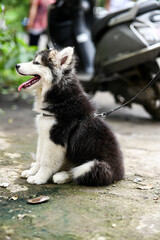 Lovely Puppy of husky sitting. Puppy Dog. Wallpaper With Puppy. Pet animal photography