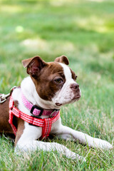 Boston Terrier Portrait