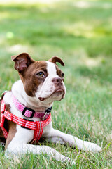 Boston Terrier Puppy Portrait