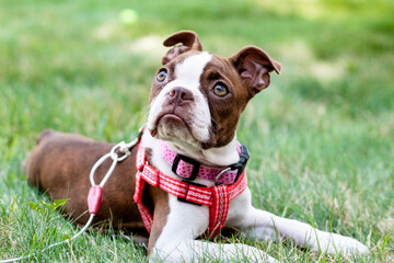 Boston Terrier Dog