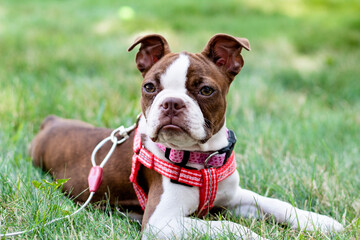 Boston Terrier Puppy