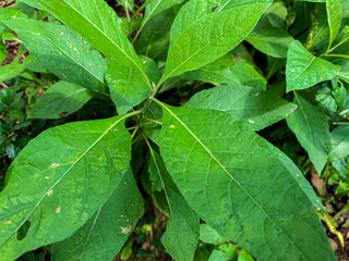 green leaves in the morning