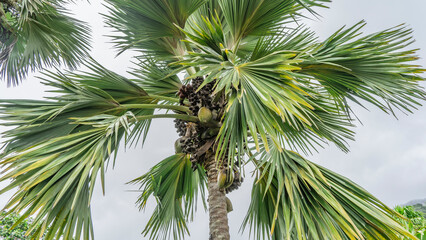 The top of the coco de mer palm tree against the sky. Close-up. Ripening fruits are visible among the carved green leaves. Seychelles