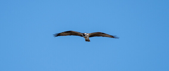 獲物を探すミサゴ