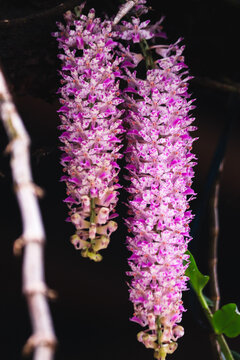 Purple orchid Rhynchostylis retusa in full bloom picture taken in may 2022 Manipur India 