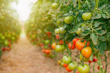 Closeup view on plantation of beautiful, delicious green and red ripe tomatoes grown in...