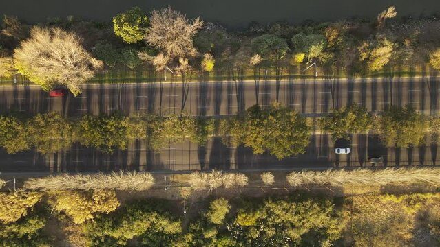 Aerial top down: Cars driving on beautiful asphalt road beside River in Buenos Aires during sunset - Colorful bush,plants and trees at shore