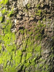 mango tree skin texture in the yard