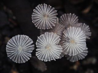 mushroom spore and light clear closeup in mushroom 