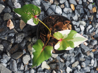 caladiumbicolor qeen of leafes bueatyful leafe fresh and relaxing with plants