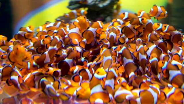 Massive amount of Clownfish shoaling together; close-up static shot