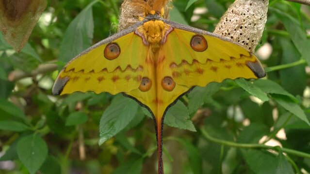 Madagascan Moon Moth, Adult Comet Moth On Cocoon. - close up