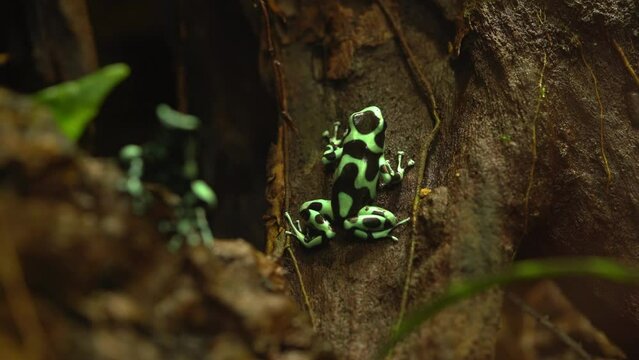 Closeup Of Green-and-Black Poison Dart Frog On Tree.