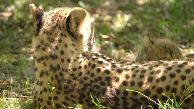Cheetah Cub Sucking Milk From iIts Mother Lying On The Ground Under The Tree Shade. - close up