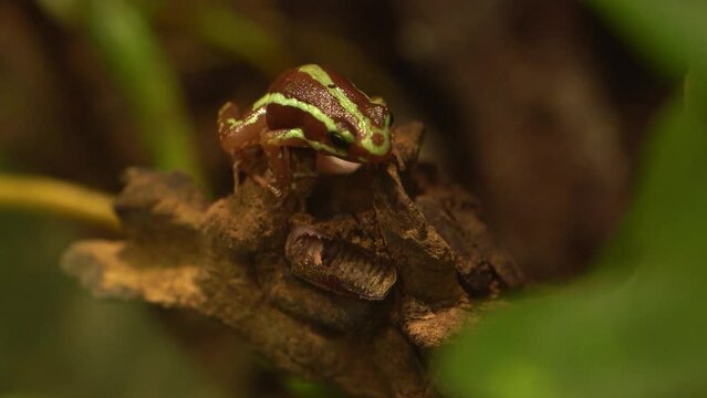 Phantasmal Poison Frog (Epipedobates Tricolor) On Tree Branch. - close up