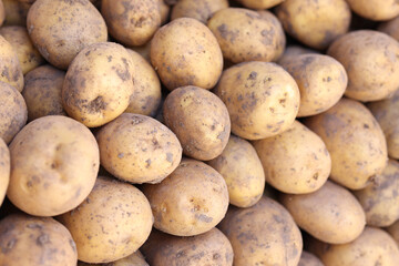 Bunch of fresh potatoes at market showcase