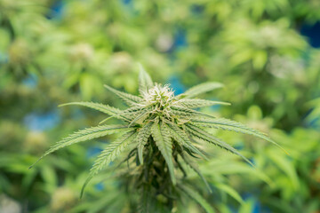Marijuana, hemp or cannabis plant leaves farm lab. Organic product in laboratory in technology...