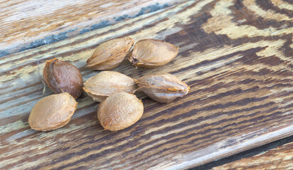 Close up shot of apricot seeds on wooden background
