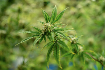 Marijuana, hemp or cannabis plant leaves farm lab. Organic product in laboratory in technology medical, healthcare, research concept. Natural food. Ganja