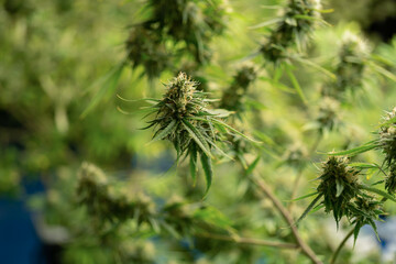 Marijuana, hemp or cannabis plant leaves farm lab. Organic product in laboratory in technology medical, healthcare, research concept. Natural food. Ganja