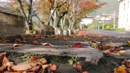 autumn leaves on the ground